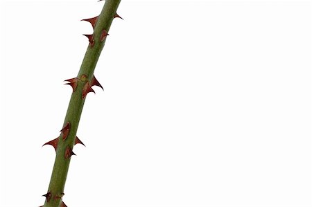 A green branch with brown thorns is isolated on white with room for copy on the right. Fotografie stock - Microstock e Abbonamento, Codice: 400-05202209