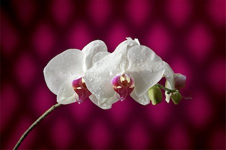 epiphytic orchid - Purple and white on purple background Stock Photo - Budget Royalty-Free & Subscription, Code: 400-05202484