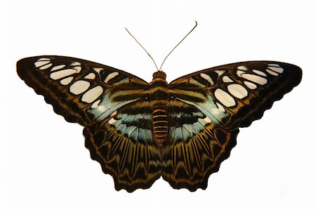 simsearch:400-06084186,k - Isolated monarh butterfly Foto de stock - Royalty-Free Super Valor e Assinatura, Número: 400-05202922