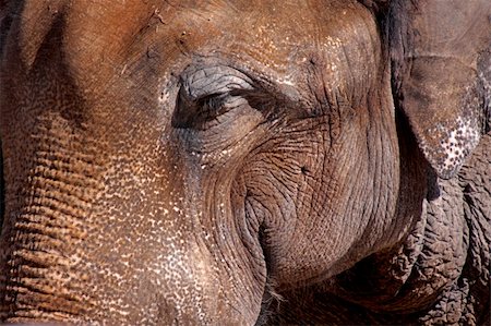 simsearch:400-04315148,k - Elephant looking at You Stock Photo - Budget Royalty-Free & Subscription, Code: 400-05202923