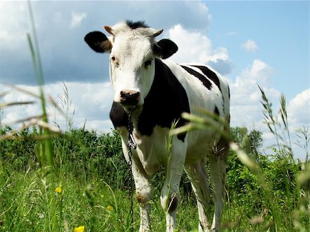 A black and white milk cow with a bright blue sky at the background Stock Photo - Budget Royalty-Free & Subscription, Code: 400-05203129