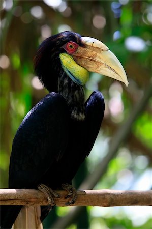 rhyticeros - Head of male Wreathed Hornbill in side angle view. Bail zoo. Indonesia Stock Photo - Budget Royalty-Free & Subscription, Code: 400-05203423