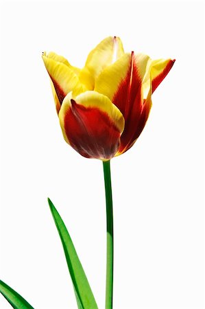 simsearch:400-08400581,k - closeup of a yellow and red tulip isolated on a white bakcground Photographie de stock - Aubaine LD & Abonnement, Code: 400-05214304
