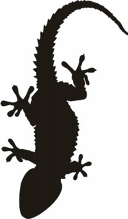 salamandra - gecko tattoo isolated on withe background Fotografie stock - Microstock e Abbonamento, Codice: 400-05214356