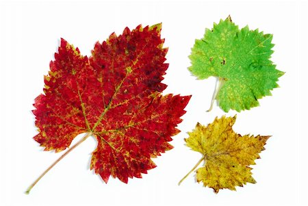 elyrae (artist) - Red yellow and green the three colors of autumn on three different grape leaves photographed on white background Photographie de stock - Aubaine LD & Abonnement, Code: 400-05214526