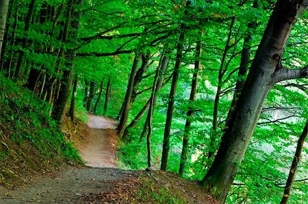 path through woods - green forest Stock Photo - Budget Royalty-Free & Subscription, Code: 400-05214566