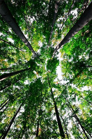 path through woods - green forest Stock Photo - Budget Royalty-Free & Subscription, Code: 400-05214569