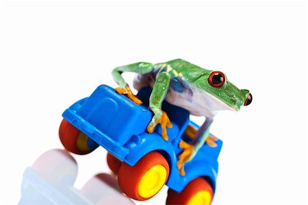 Frog - small animal red eyed Stock Photo - Budget Royalty-Free & Subscription, Code: 400-05214774