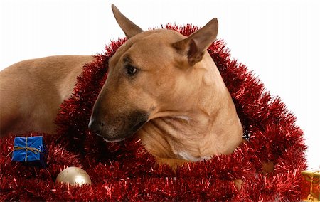 simsearch:400-05742476,k - bull terrier wrapped in christmas garland on white background Photographie de stock - Aubaine LD & Abonnement, Code: 400-05215497