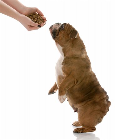 poco appetitoso - english bulldog stretching up to get a hand full of dog food Photographie de stock - Aubaine LD & Abonnement, Code: 400-05215522