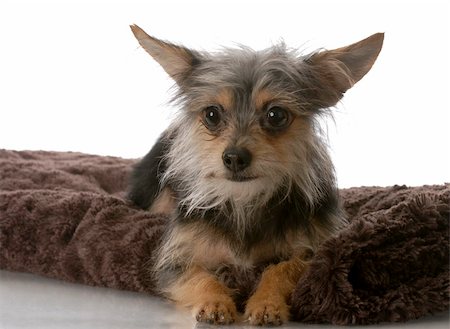 simsearch:400-04185240,k - chihuahua crossed with yorkie mixed breed dog laying on brown blanket Stock Photo - Budget Royalty-Free & Subscription, Code: 400-05215674