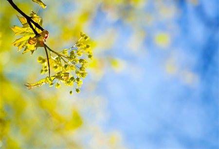 simsearch:400-04524191,k - young spring  leaves against the blue sky / with copy space for your text Stock Photo - Budget Royalty-Free & Subscription, Code: 400-05215776