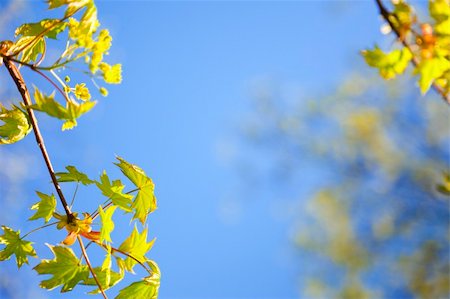 simsearch:400-04524191,k - young spring  leaves against the blue sky / with copy space for your text Stock Photo - Budget Royalty-Free & Subscription, Code: 400-05215777