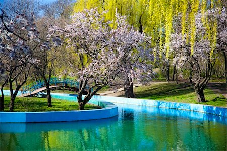 spring in a park / cherry blossom and sunlight Stock Photo - Budget Royalty-Free & Subscription, Code: 400-05215821