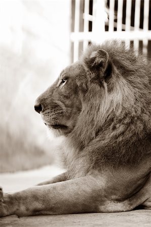 simsearch:400-08977855,k - Portrait of a lion close-up. Bali a zoo Photographie de stock - Aubaine LD & Abonnement, Code: 400-05215860