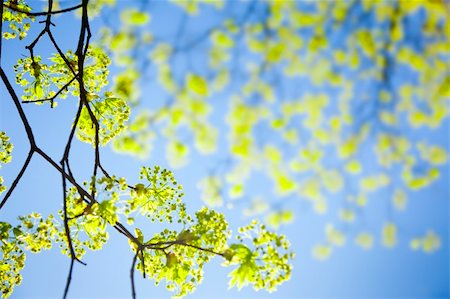 simsearch:400-04524191,k - young spring  leaves against the blue sky / with copy space for you Stock Photo - Budget Royalty-Free & Subscription, Code: 400-05215937