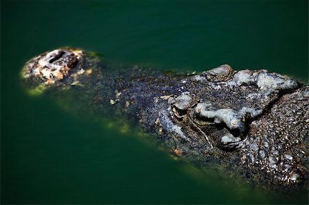 simsearch:600-02176556,k - Muzzle of the crocodile close up. A crocodile farm on island Lankgavi Photographie de stock - Aubaine LD & Abonnement, Code: 400-05215942