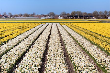 daffodil and landscape - Field of white and yellow flowers - Narcis. Dutch flower industry. The Netherlands Stock Photo - Budget Royalty-Free & Subscription, Code: 400-05216372