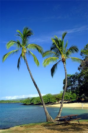 pic palm tree beach big island - Vivid blue skies frame two split palm trees on a beach on the Kohala Coast on the Big Island of Hawaii.  Swimmers enjoy the gently sloping beach. Photographie de stock - Aubaine LD & Abonnement, Code: 400-05216443