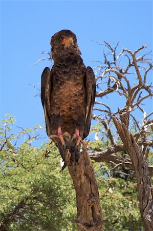 simsearch:400-04273096,k - Martial Eagle Foto de stock - Super Valor sin royalties y Suscripción, Código: 400-05216458