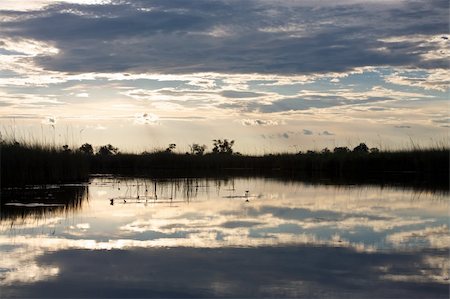 simsearch:400-04337211,k - Okavango delta in botswana Fotografie stock - Microstock e Abbonamento, Codice: 400-05216480