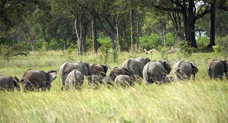 Elephants Stock Photo - Budget Royalty-Free & Subscription, Code: 400-05216578