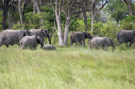 Elephants Stock Photo - Budget Royalty-Free & Subscription, Code: 400-05216579