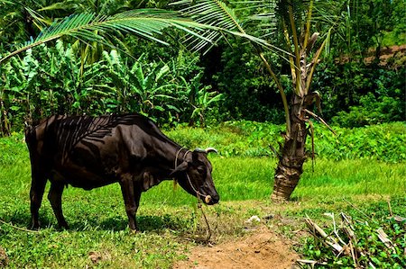 A cow grazing in a field in Kerala, India Stockbilder - Microstock & Abonnement, Bildnummer: 400-05216848