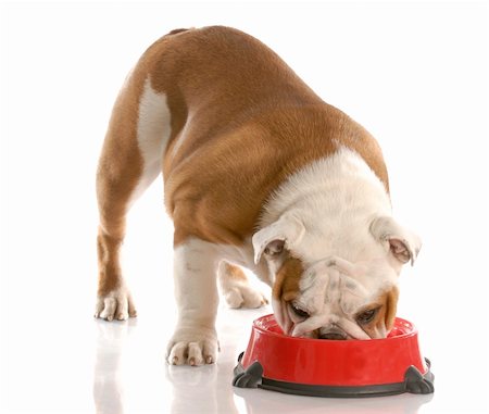 small to big dogs - english bulldog puppy eating out of dog food dish with reflection on white background Stock Photo - Budget Royalty-Free & Subscription, Code: 400-05216998