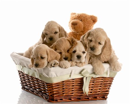 simsearch:400-06108834,k - wicker basket filled with a litter of american cocker spaniel puppies with reflection on white background Photographie de stock - Aubaine LD & Abonnement, Code: 400-05216999