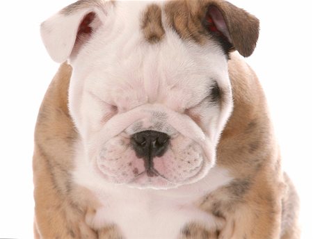 english bulldog puppy squinting isolated on white background Stock Photo - Budget Royalty-Free & Subscription, Code: 400-05216990