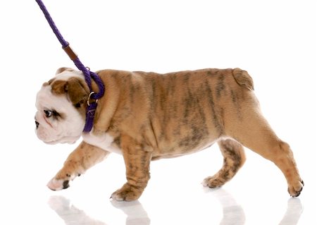 simsearch:400-05306211,k - nine week old english bulldog puppy walking on a leash Stock Photo - Budget Royalty-Free & Subscription, Code: 400-05216992