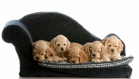 five animals - litter of cocker spaniel puppies on a dog bed with reflection on white background Foto de stock - Super Valor sin royalties y Suscripción, Código: 400-05217001
