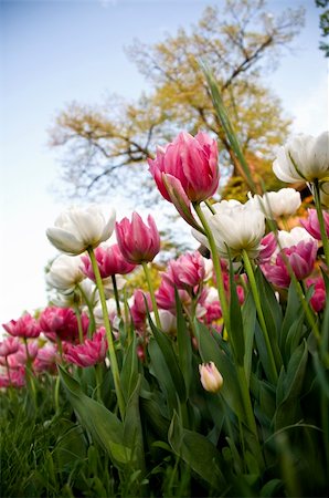 simsearch:400-04907103,k - delicate tulips in the spring Photographie de stock - Aubaine LD & Abonnement, Code: 400-05217014