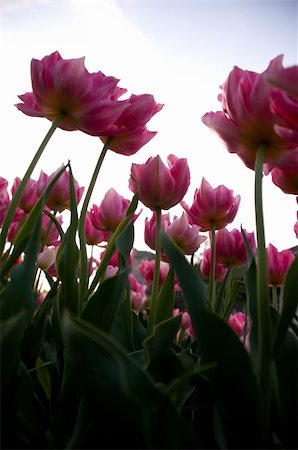 simsearch:400-05705548,k - beautiful pink tulips, looking to the sky Fotografie stock - Microstock e Abbonamento, Codice: 400-05217015