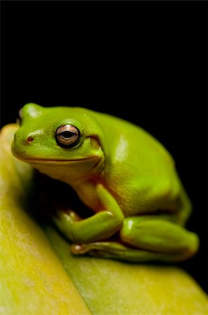 closeup view of a green tree frog sitting on a leaf.  Part of a series Stock Photo - Budget Royalty-Free & Subscription, Code: 400-05217461