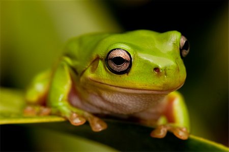 simsearch:400-04925157,k - closeup view of a green tree frog sitting on a leaf.  Part of a series Fotografie stock - Microstock e Abbonamento, Codice: 400-05217462