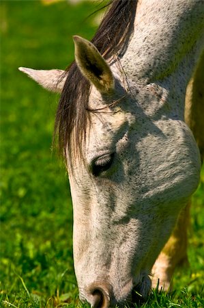 simsearch:400-05087768,k - Eating Horse Photographie de stock - Aubaine LD & Abonnement, Code: 400-05217786