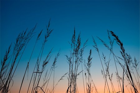 simsearch:400-05316370,k - Grass At Sunset Stock Photo - Budget Royalty-Free & Subscription, Code: 400-05218292