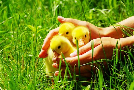 a yellow fluffy gosling in the hand Foto de stock - Super Valor sin royalties y Suscripción, Código: 400-05218372