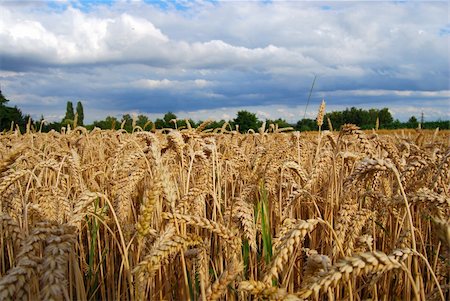 simsearch:400-08428404,k - Wheat field - view of wheat spikes from below Stock Photo - Budget Royalty-Free & Subscription, Code: 400-05218455