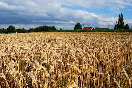 simsearch:400-08428404,k - Wheat field and farm house - panoramic view of wheat spikes Stock Photo - Budget Royalty-Free & Subscription, Code: 400-05218456