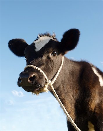 female cow calf - Black and White Calf Portrait against a Blue Sky Stock Photo - Budget Royalty-Free & Subscription, Code: 400-05218598