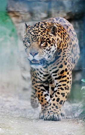big wild cat animal in zoo Stock Photo - Budget Royalty-Free & Subscription, Code: 400-05218754