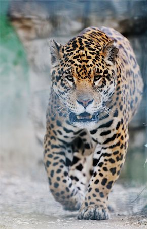simsearch:400-04355437,k - big wild cat animal in zoo Fotografie stock - Microstock e Abbonamento, Codice: 400-05218755
