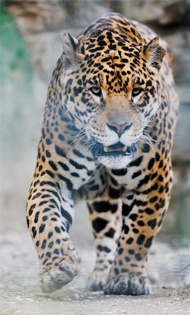 simsearch:400-04355437,k - big wild cat animal in zoo Fotografie stock - Microstock e Abbonamento, Codice: 400-05218756