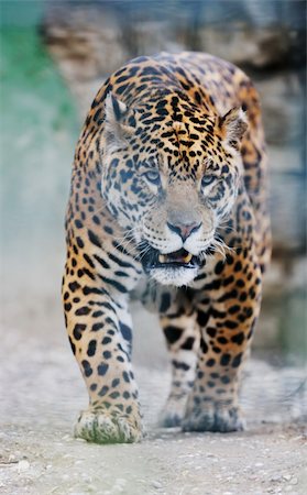siberian wild animals - big wild cat animal in zoo Stock Photo - Budget Royalty-Free & Subscription, Code: 400-05218757