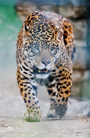 simsearch:400-04355437,k - big wild cat animal in zoo Fotografie stock - Microstock e Abbonamento, Codice: 400-05218758
