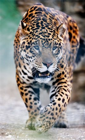 simsearch:400-04355437,k - big wild cat animal in zoo Fotografie stock - Microstock e Abbonamento, Codice: 400-05218759