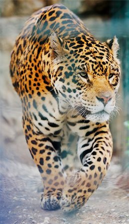 siberian wild animals - big wild cat animal in zoo Stock Photo - Budget Royalty-Free & Subscription, Code: 400-05218753